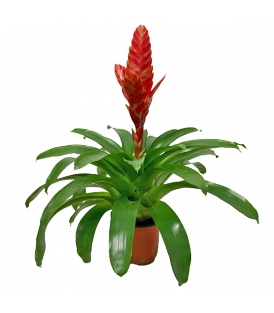 CNY Vriesea Splendens