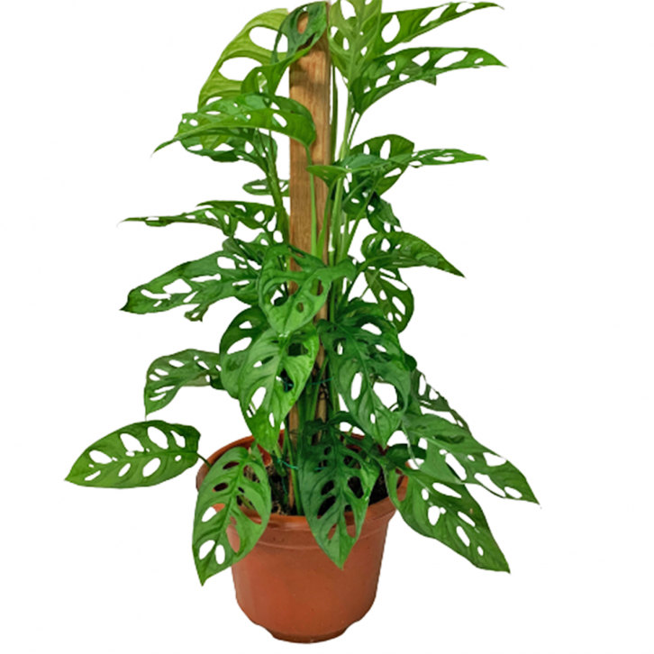 Monstera Adansonii With Plant Support