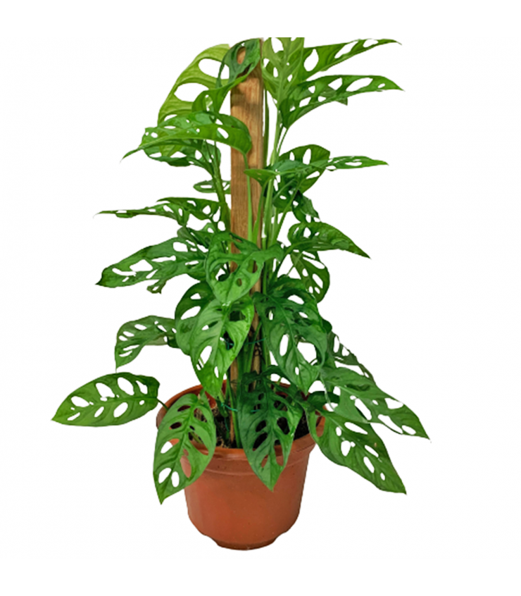 Monstera Adansonii With Plant Support