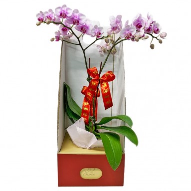 CNY Phalaenopsis Orchid Gift Set B 事业有成
