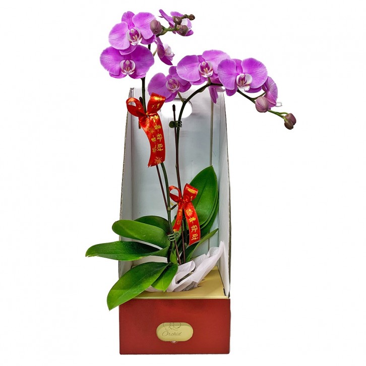 CNY Phalaenopsis Orchid Gift Set A 祝贺佳节