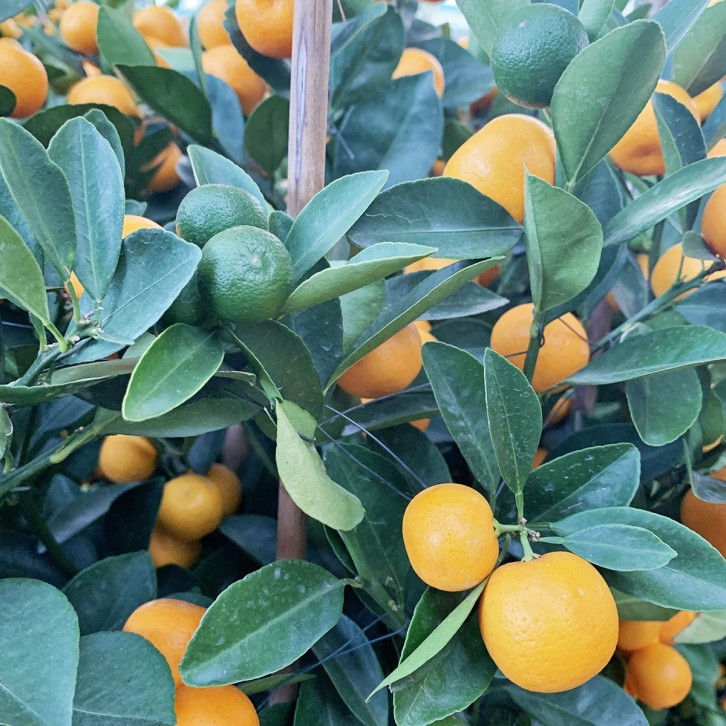 PREMIUM Kumquat 16" Pot x 150-160cm(H) 四季桔 Four Season Lime