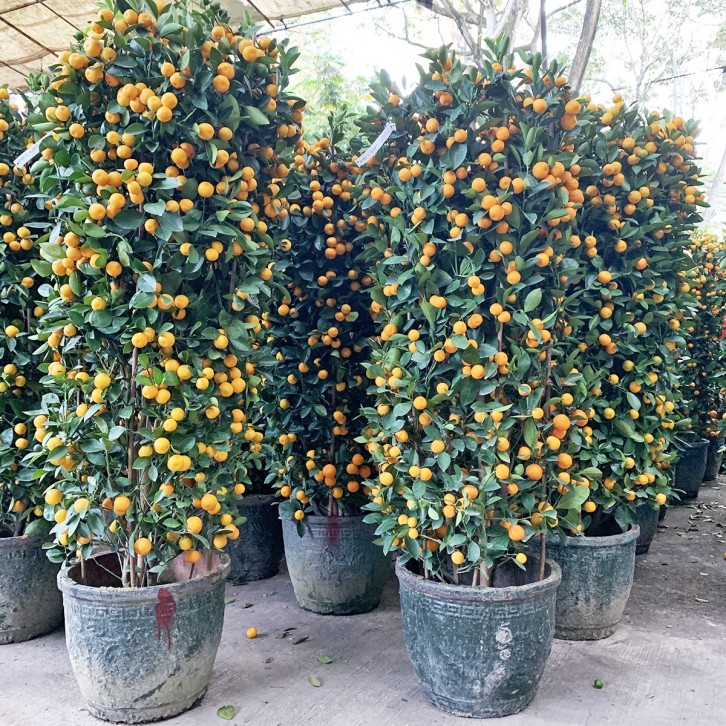 PREMIUM Kumquat 16" Pot x 150-160cm(H) 四季桔 Four Season Lime
