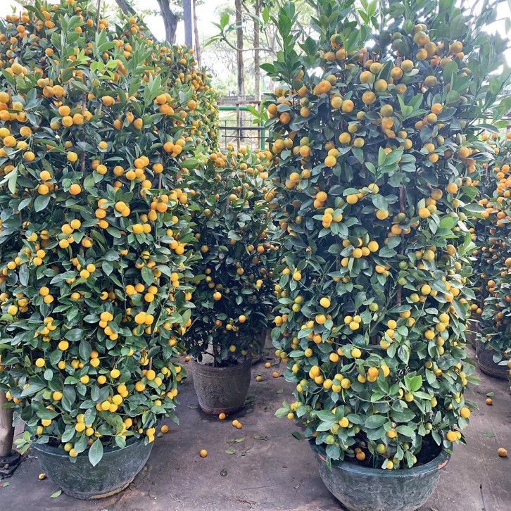 PREMIUM Kumquat 18" Pot x 180-200cm(H) 四季桔 Four Season Lime