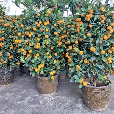 PREMIUM Kumquat 10" Pot x 90cm(H) 四季桔 Four Season Lime