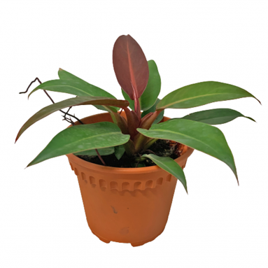 Philodendron Sunrise