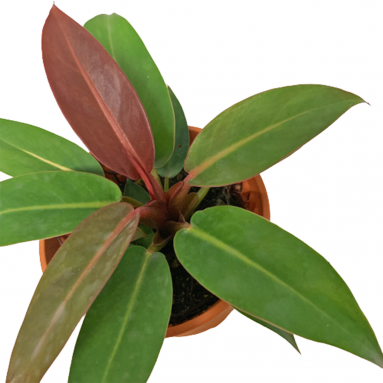 Philodendron Sunrise