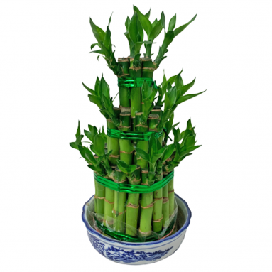 CNY Lucky Bamboo 3-Tier Arrangement 富貴竹 (2584)