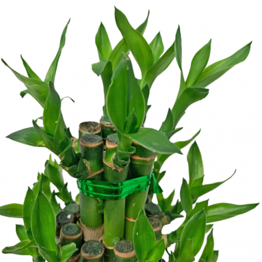CNY Lucky Bamboo 3-Tier Arrangement 富貴竹 (2584)