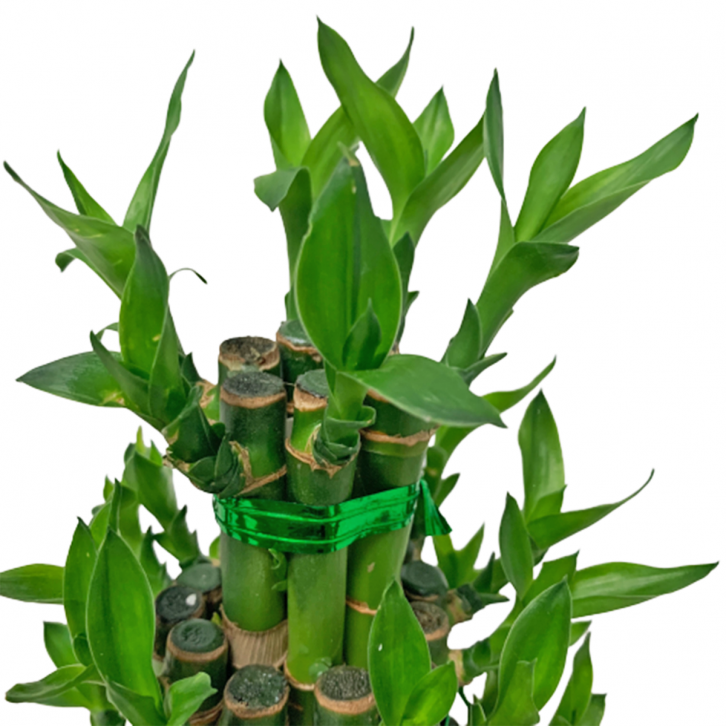CNY Lucky Bamboo 3-Tier Arrangement 富貴竹 (2584)