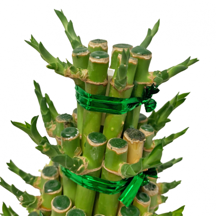 CNY Lucky Bamboo 5-Tier Arrangement 富貴竹 (2585)