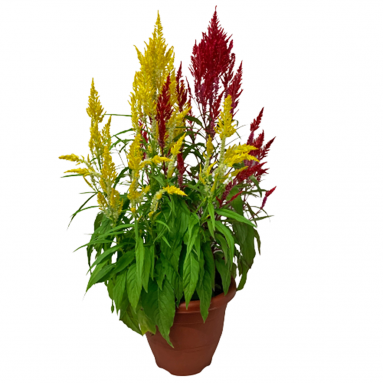 Dual Color Celosia Plume 凤尾花