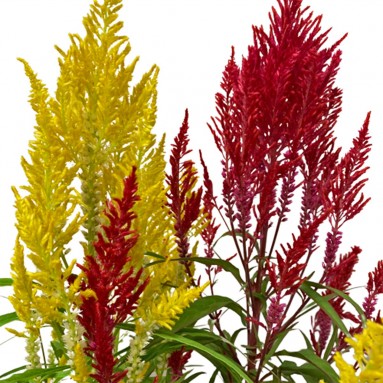 Dual Color Celosia Plume 凤尾花