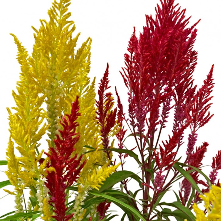 Dual Color Celosia Plume 凤尾花