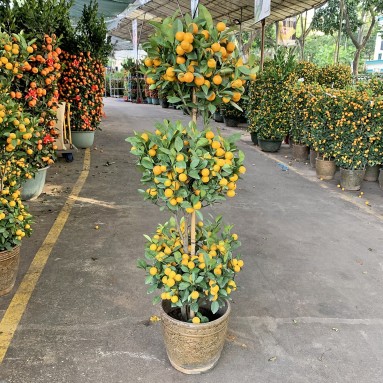 PREMIUM Topiary Kumquat x 145cm(H) 四季桔 Four Season Lime