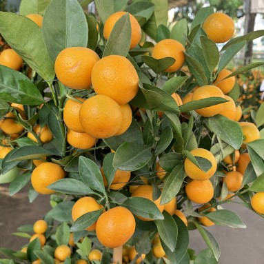 PREMIUM Topiary Kumquat x 145cm(H) 四季桔 Four Season Lime