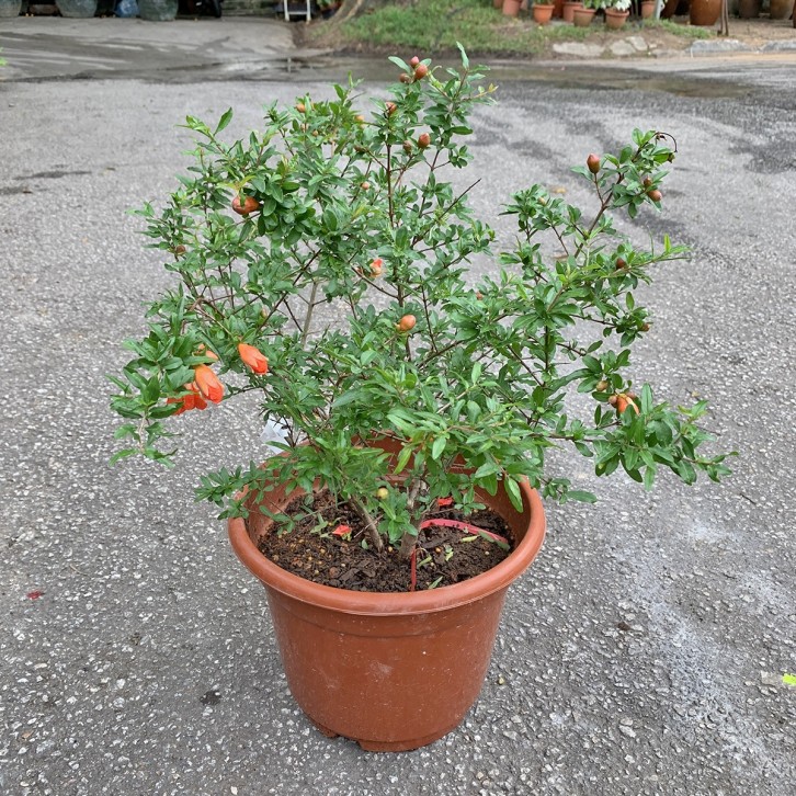 Pomegranate (Punica granatum)