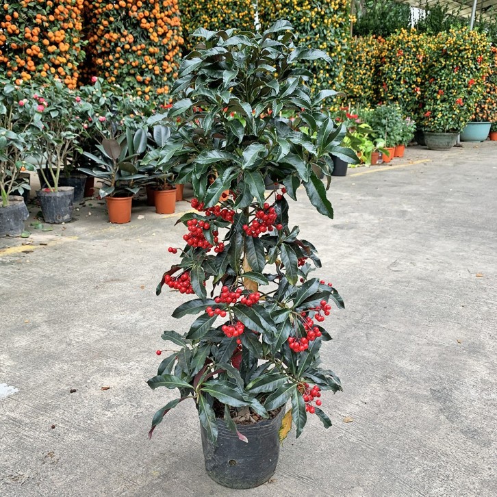 Coral Berry 朱砂根 (Ardisia Crenata) (1344)