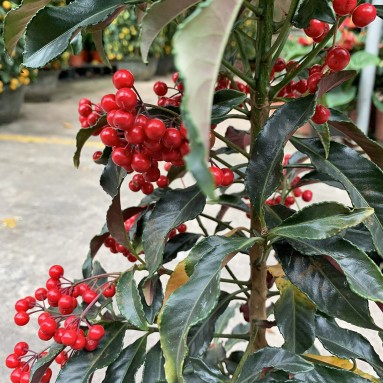 Coral Berry 朱砂根 (Ardisia Crenata) (1344)