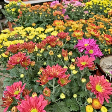 Assorted Potted Chrysanthemum 菊花 (Assorted Colors)