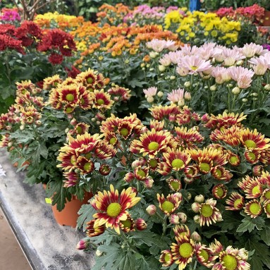 Assorted Potted Chrysanthemum 菊花 (Assorted Colors)