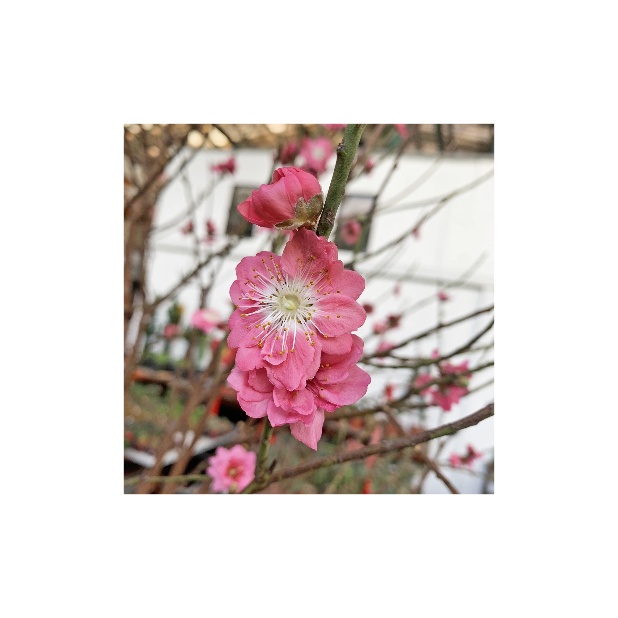 Potted 80cm(H) PREMIUM Peach Blossom 桃花 (Cherry Blossom) Potted 80cm(H) PREMIUM Peach Blossom 桃花 (Cherry Blossom)