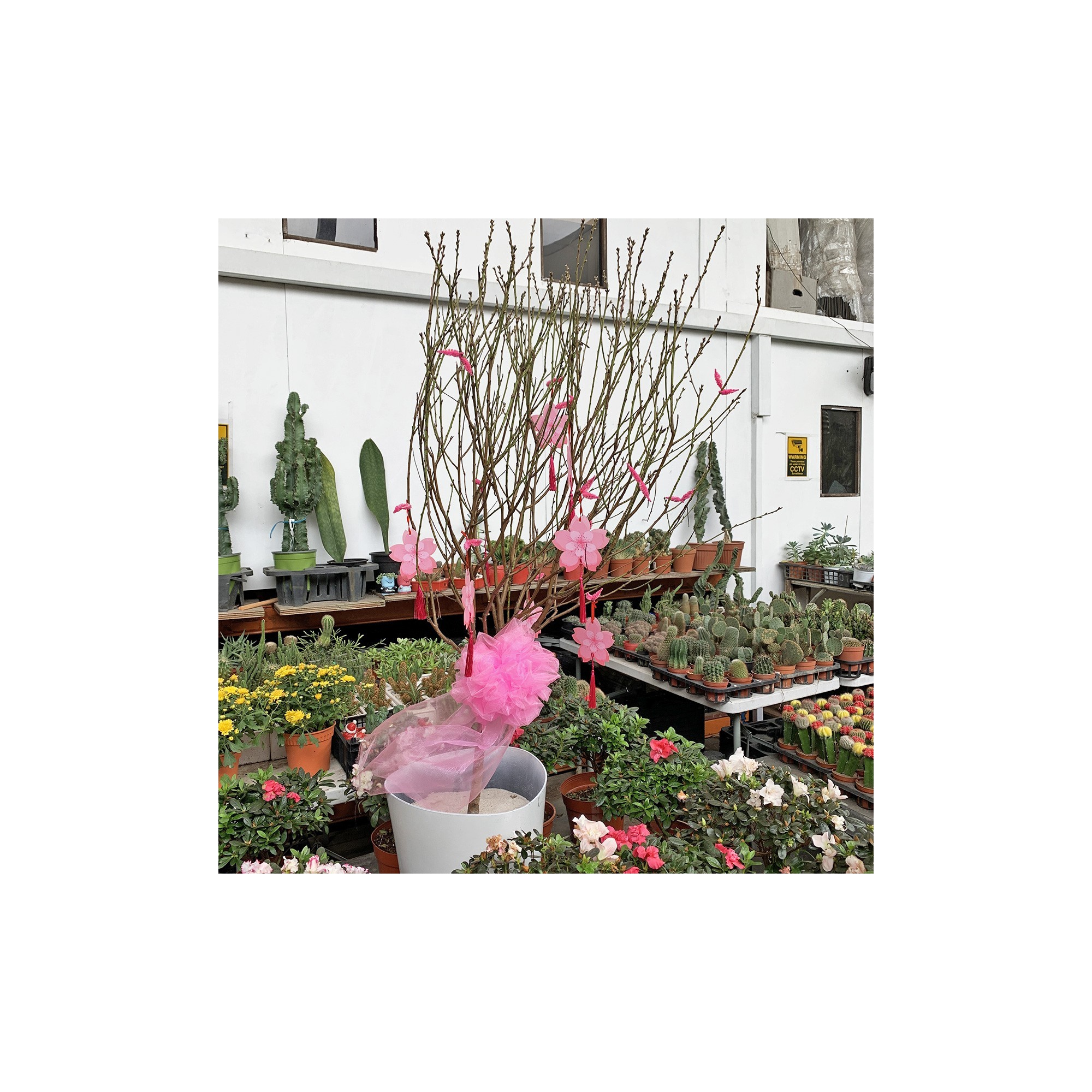 Potted 150cm(H) PREMIUM Peach Blossom 桃花 (Cherry Blossom) Potted 150cm(H) PREMIUM Peach Blossom 桃花 (Cherry Blossom)