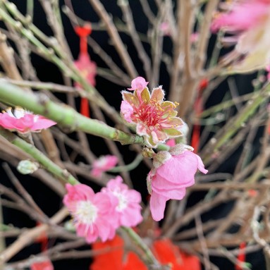 PREMIUM Cherry Blossom Tree 台红樱花树 (桃花树 Peach Blossom Tree) (2484)