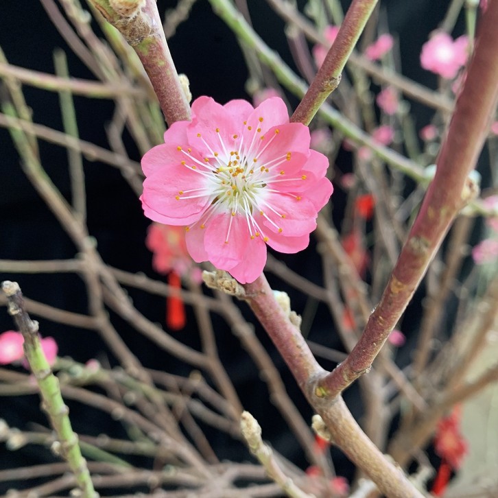 PREMIUM Cherry Blossom Tree 台红樱花树 (桃花树 Peach Blossom Tree) (2484)