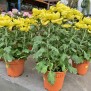Potted Chrysanthemum 菊花