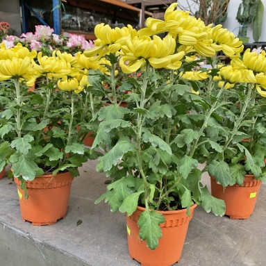Potted Chrysanthemum 菊花