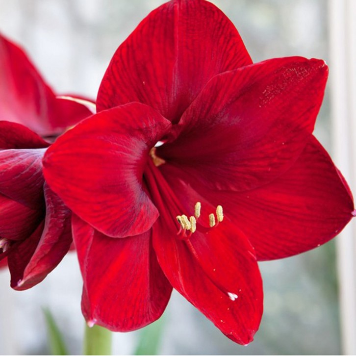 Amaryllis potted red 孤挺花