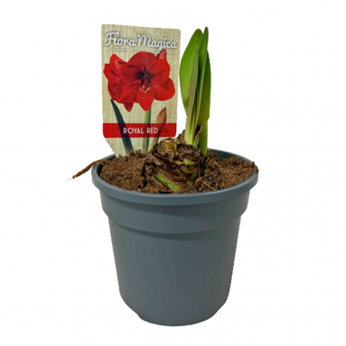 Amaryllis potted red 孤挺花