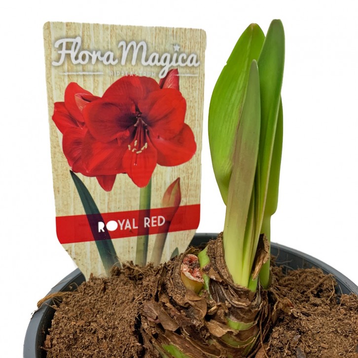 Amaryllis potted red 孤挺花