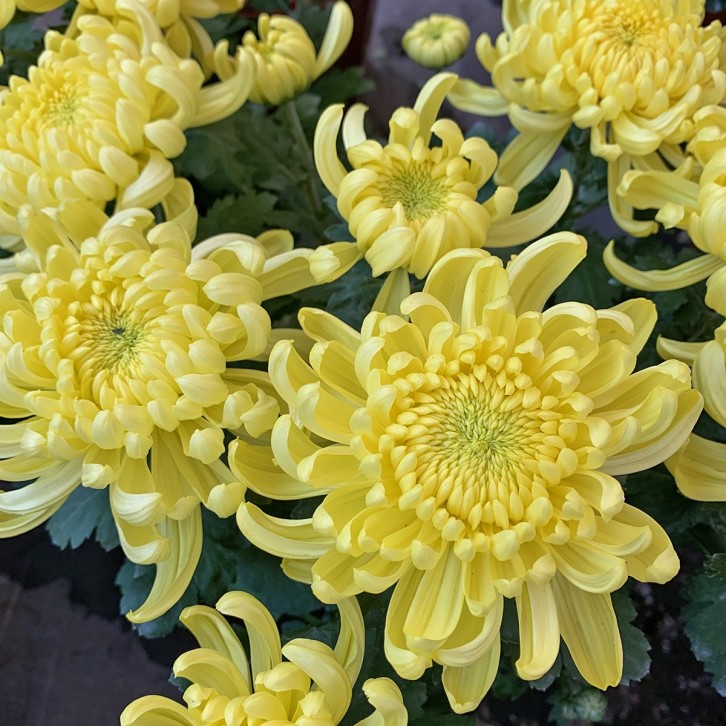 Potted Chrysanthemum 菊花
