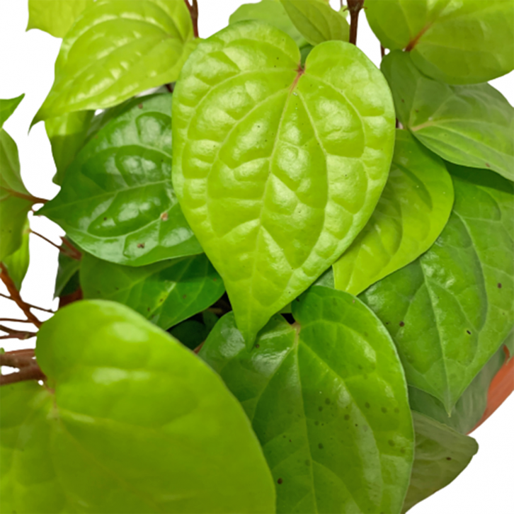 Betel Leaf 槟榔叶 (Daun Sirih) Piper Siriboa