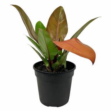 Philodendron Sunset