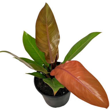 Philodendron Sunset