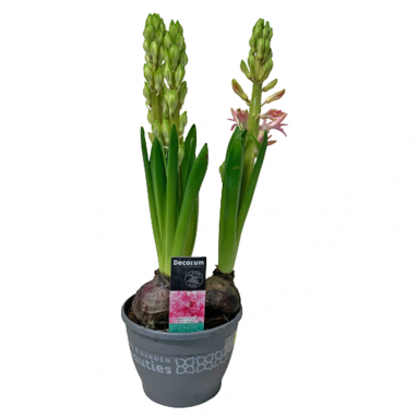 Hyacinthus Pink 风信子花 (Decorum)