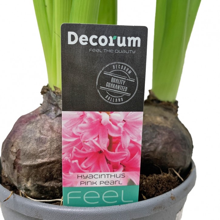 Hyacinthus Pink 风信子花 (Decorum)