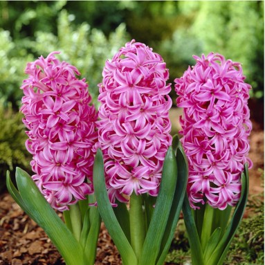 Hyacinthus Pink 风信子花 (Decorum)