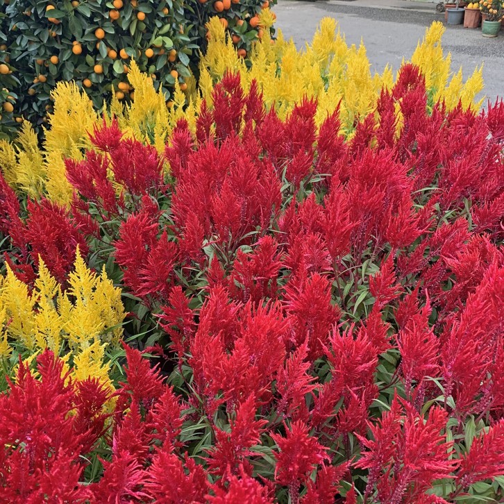 RED Celosia Plume 凤尾花