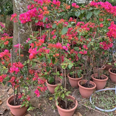 Bougainvillea Glabra 90cm(H) 叶子花 (Paper Flower)