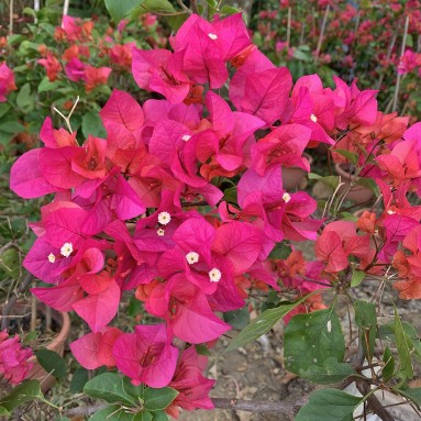 Bougainvillea Glabra 90cm(H) 叶子花 (Paper Flower)