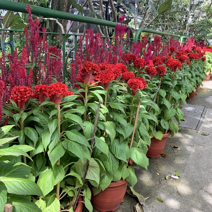 Cockscomb 鸡冠花 Celosia Cristata