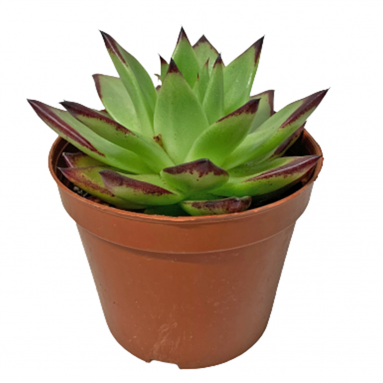 Assorted Succulent (2342)