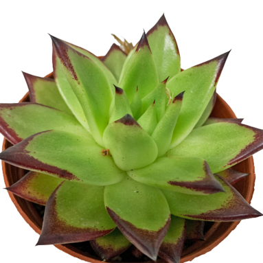 Assorted Succulent (2342)