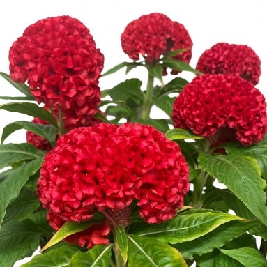 Cockscomb 鸡冠花 Celosia Cristata
