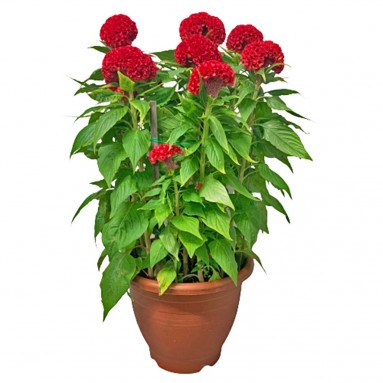 Cockscomb 鸡冠花 Celosia Cristata