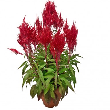 RED Celosia Plume 凤尾花